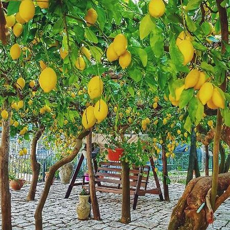 Il Limoneto Degli Angeli Villa Minori Dış mekan fotoğraf