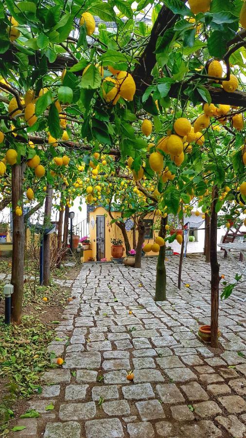 Il Limoneto Degli Angeli Villa Minori Dış mekan fotoğraf