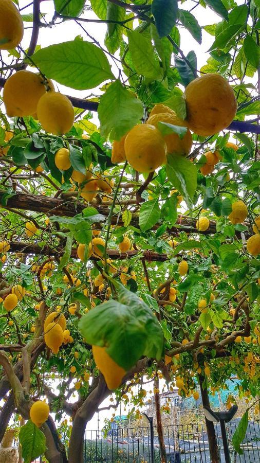 Il Limoneto Degli Angeli Villa Minori Dış mekan fotoğraf