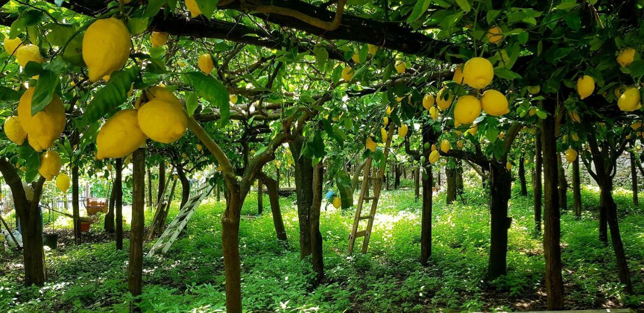 Il Limoneto Degli Angeli Villa Minori Dış mekan fotoğraf